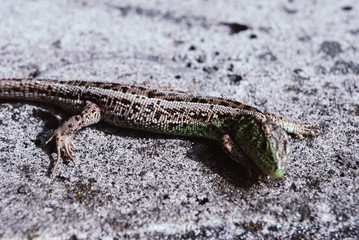Green lizard macro, close up.
