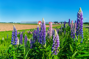 Lupins growing roadside along farm fields in rural Prince Edward Island, Canada