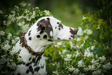 Dalmatian dog sitting under a hawthorn