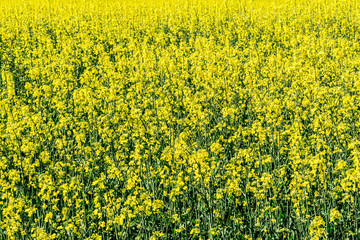 Obraz premium Rapeseed yellow field of blooming flowers on nature blurred background. Beautiful natural background. Selective focus. Yellow rapeseed blossom