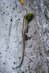 Green lizard macro, close up.