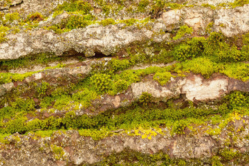 The structure of the bark of an old huge tree. The texture of birch bark, overgrown with moss and lichen. Beautiful yellow - olive natural wood background to fill a web page or graphic design.