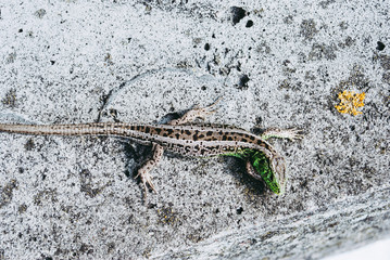 Green lizard macro, close up.