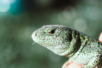 Green lizard macro, close up.