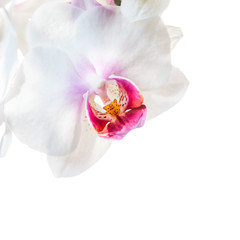 Naklejka na ściany i meble white orchid flowers isolated on white background