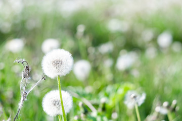 White fluffy dandelions, blurred spring background, selective focus