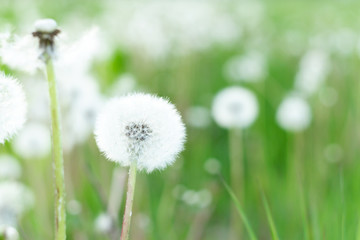 White fluffy dandelion, close up, selective focus