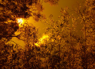 Scorching summer morning. Sun, clouds and forest. High air temperature. Calm. No a drop of water around. The concept of protecting nature.