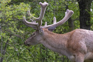 Cervo presso il Parco Nazionale d'Abruzzo, Lazio e Molise