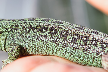 Green lizard macro, close up.
