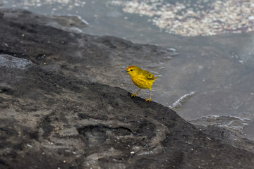 Galapagos Yellow Warbler (Dendroica petechia)