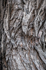 Rustic vintage Old Wood Tree bark Texture Background.