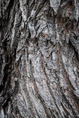 Rustic vintage Old Wood Tree bark Texture Background.