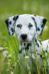 Dalmatian puppy in a dandelion meadow