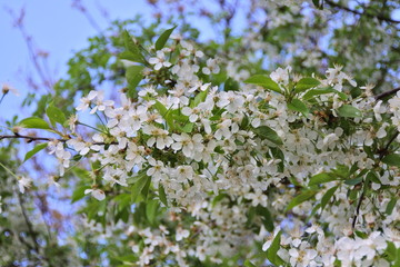 flowers on a background