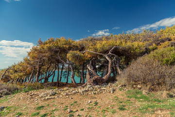 Coniferous Mediterranean Forest in Turkey