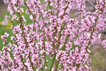 Pommiers en fleurs au printemps à Niagara, Ontario, Canada