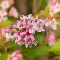 Weigela