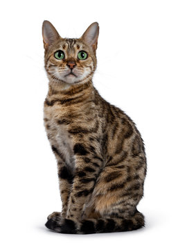 Pretty brown spotted female Bengal cat sitting side wards like Egyptian god. Looking above lens with mesmerizing green eyes. Tail curled around body.