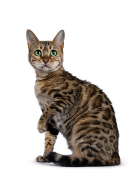 Pretty brown spotted female Bengal cat sitting side wards like Egyptian god. Looking above lens with mesmerizing green eyes. Tail curled around body and one paw lifted in air up.