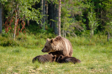 Family of Brown bear ursus arctos mother with two cubs in front of forest, Finland 