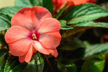 Fototapeta premium Bright red orchid-like flower among green leaves