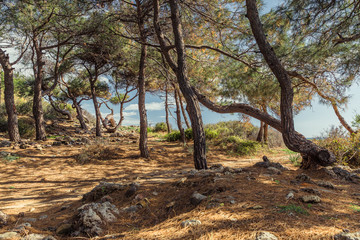 Coniferous Mediterranean Forest in Turkey