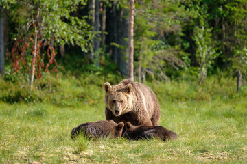 Fammily of brown bear with two cubs and mother bear looking straight into camera in front of forest, Finland