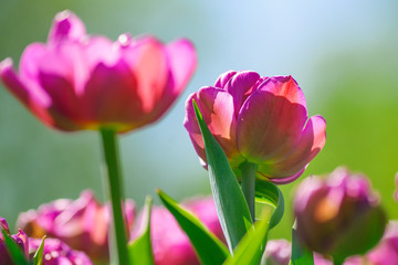 Natural bakground of spring blooming flowers. Field of bright pink tulips against blue sky.