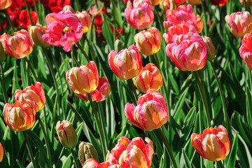 Field of blooming pink tulips. Flower background. Summer garden landscape.