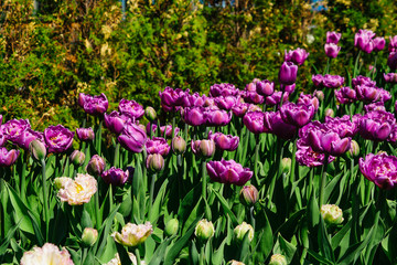 Obraz premium Natural bakground of spring blooming flowers. Field of purple tulips.