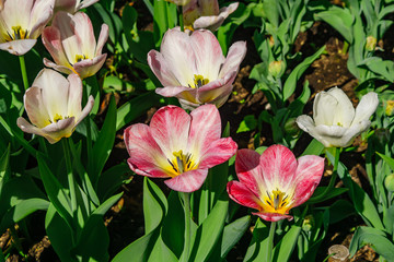 Natural bakground of spring blooming flowers. Field of white and pink tulips.