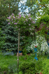 Green spring garden.