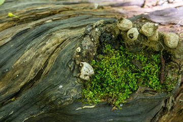 Fallen old tree. The trunk began to rot. Green moss and wood shells grow in the hollow. Photo taken in the forest on a clear, sunny day. Spring. Tree stump