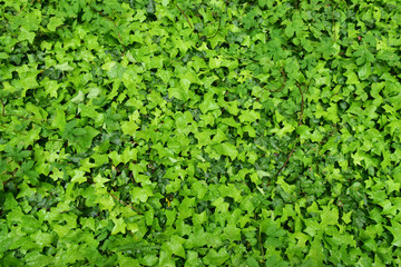 Obraz premium Fresh green plant texture leaves background