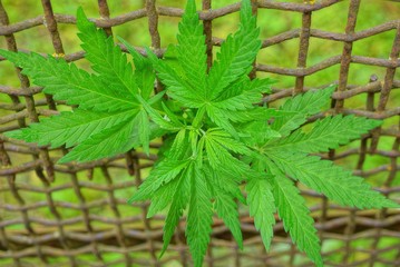 green leaves of a marijuana plant on a brown rusty iron grid