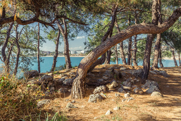 Fototapeta premium Coniferous Mediterranean Forest in Turkey