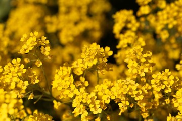 Flowers of a basket of gold, Aurinia saxatilis