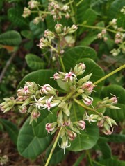 pink flowers in the garden