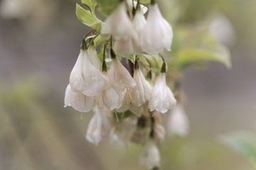 Flowers of a Carolina silverbell, Halesia carolina.