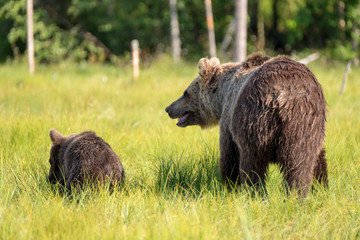 Obraz na płótnie Canvas Brown bear ursus arctos Mother with cub from backside in finnish Taiga-Landscape, Finland