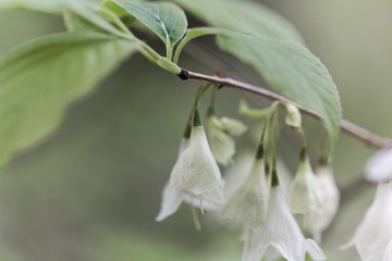 Flowers of a Carolina silverbell, Halesia carolina.
