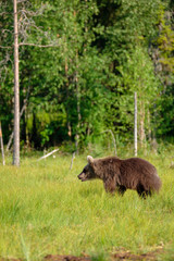 Brown bear ursus arctos walking in finnish taiga in front of boreal forest, Finland vertical