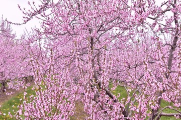 Pommiers en fleurs au printemps à Niagara, Ontario, Canada