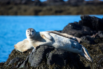 Winking, relaxed seal on stone in Iceland