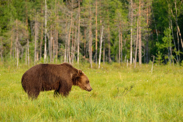 Mighty big brown bear ursus arctos standing in front of  boreal forest, Finland