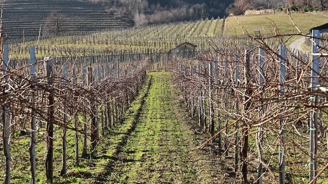 Vineyard in winter half of it have laready pruned branches ready for new season	