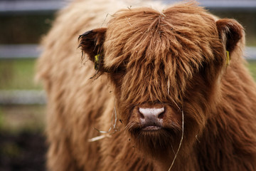 Hairy cow portrait 
