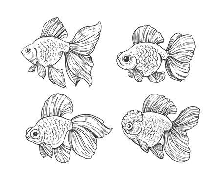 Sketch of gold fish. Outline with transparent background. Hand drawn illustration converted to vector