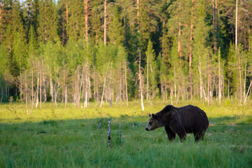 Braunbär Ursus arctos vor Wald Landschaft, Finnland